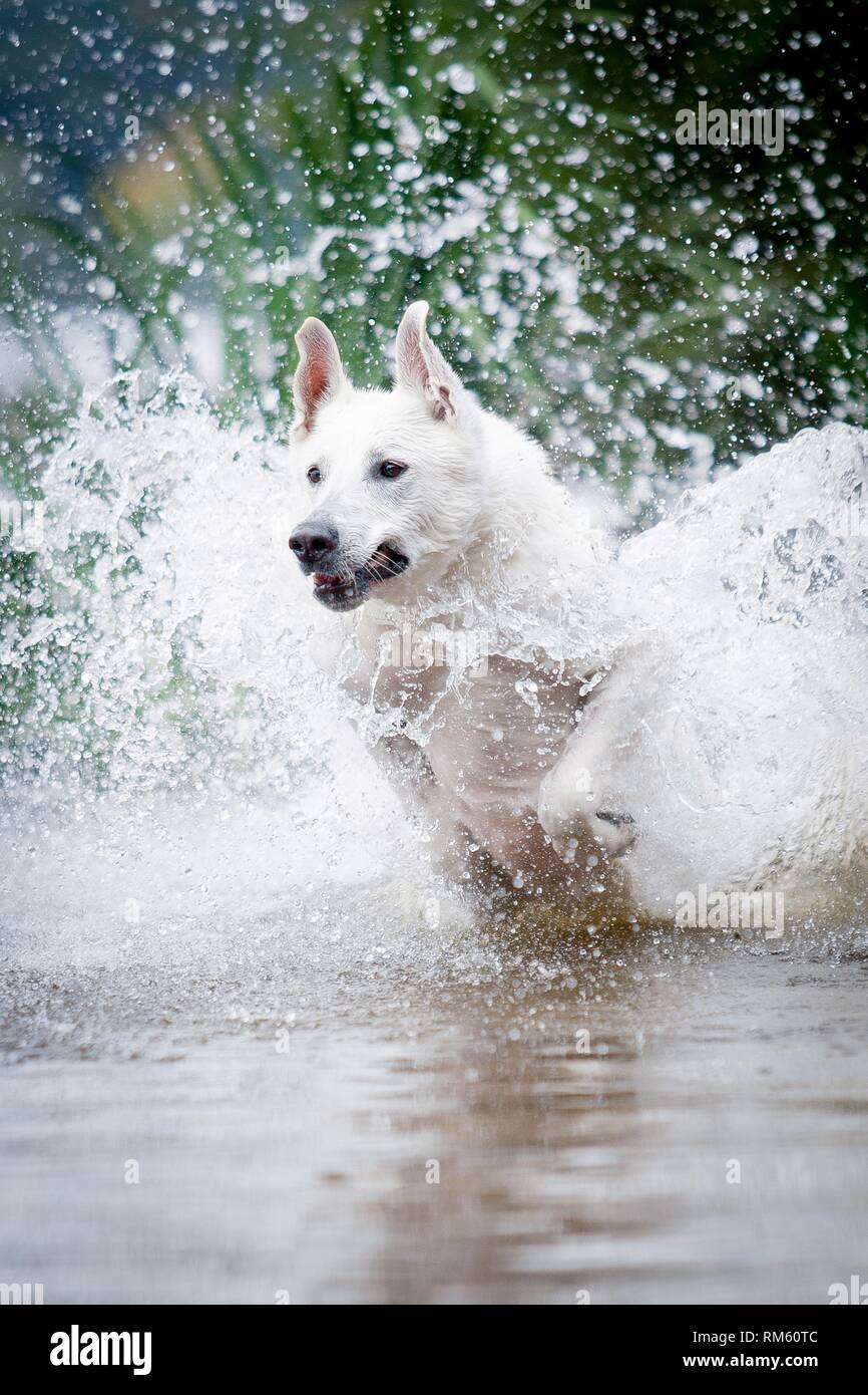 White Swiss Shepherd Dog Stock Photo - Alamy