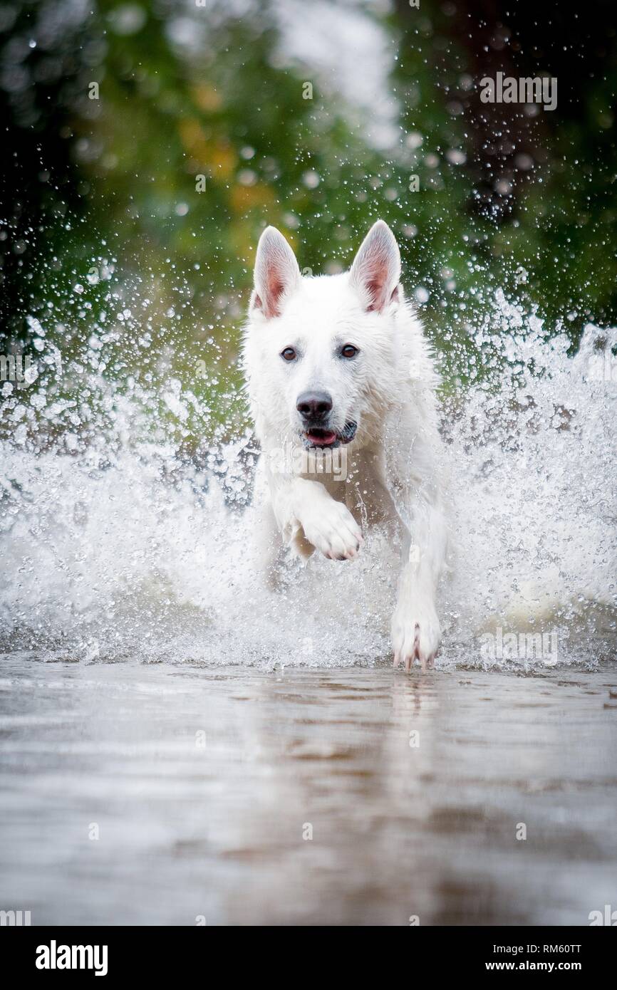 running White Swiss Shepherd Dog Stock Photo - Alamy