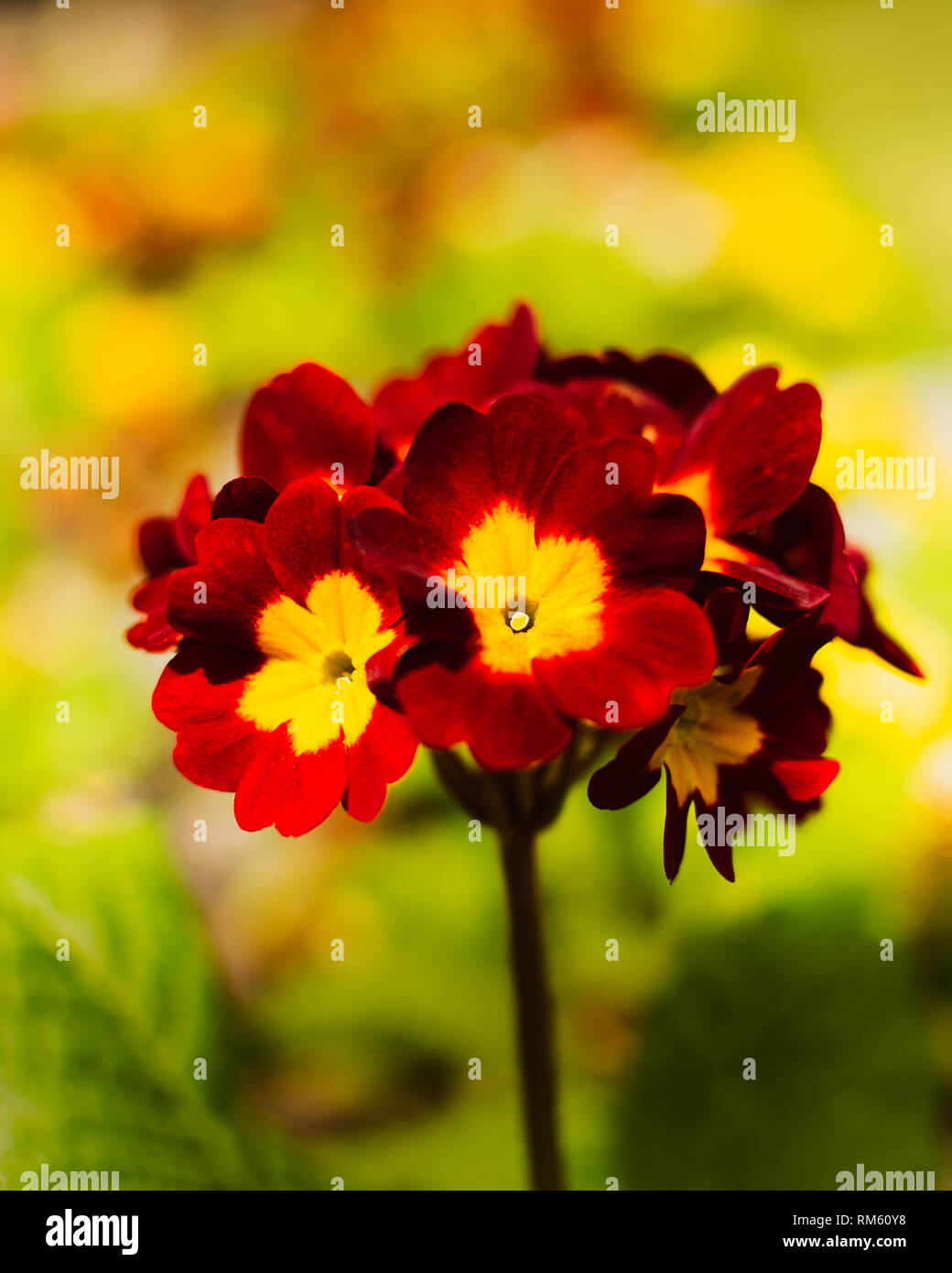 A red and yellow primrose in a bold close up Stock Photo