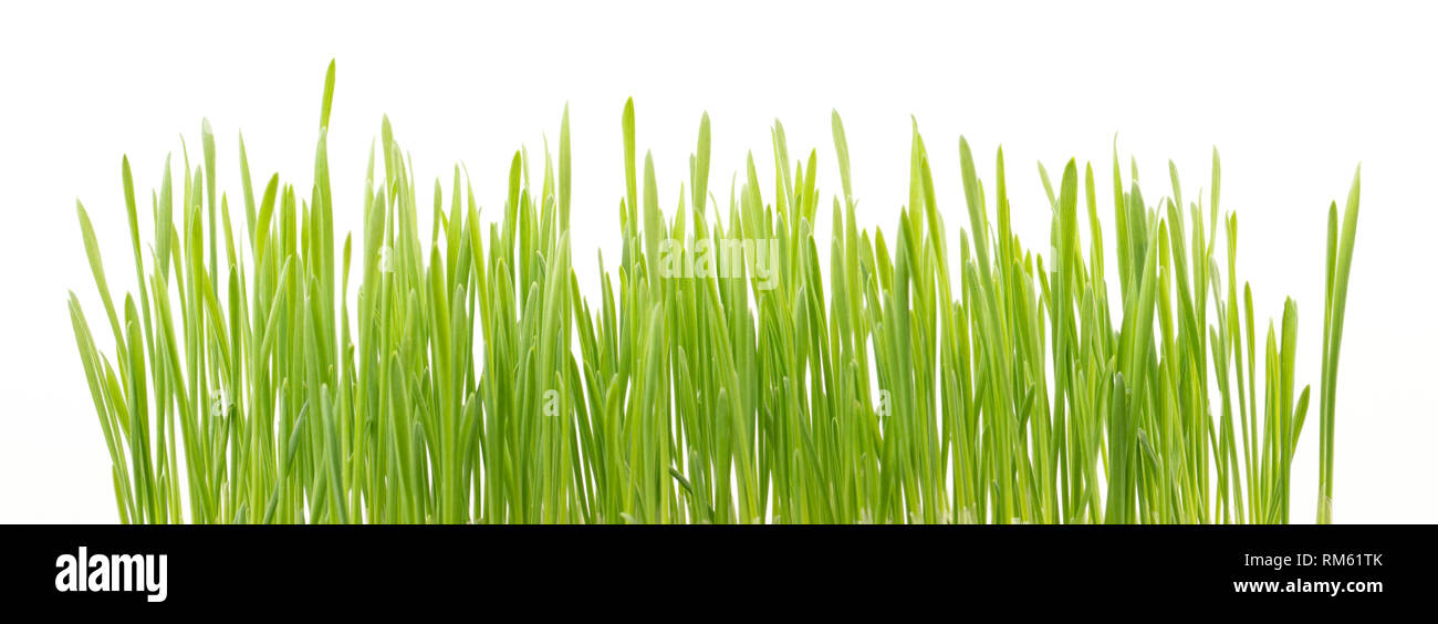 fresh green wheat grass isolated on white background Stock Photo