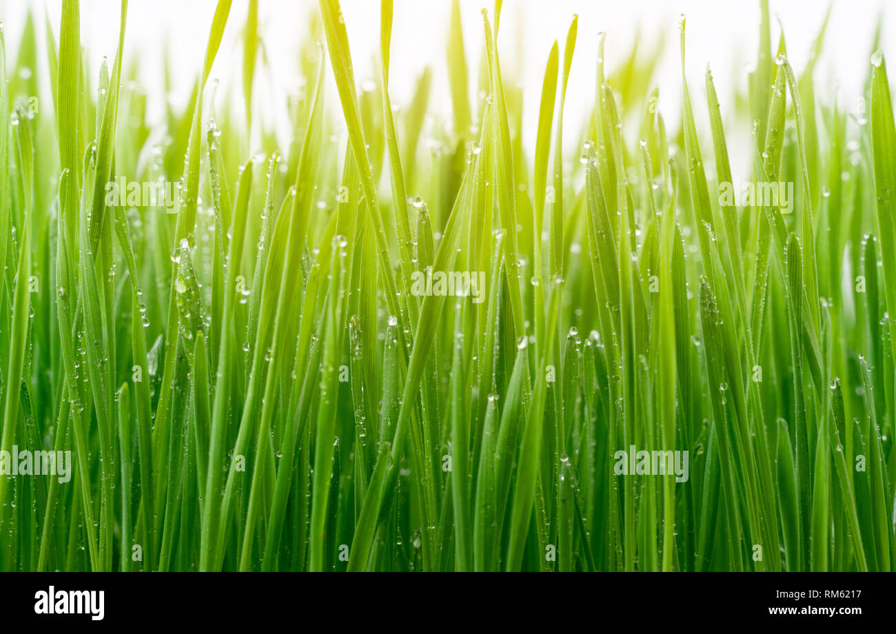 fresh green wheat grass isolated on white background Stock Photo