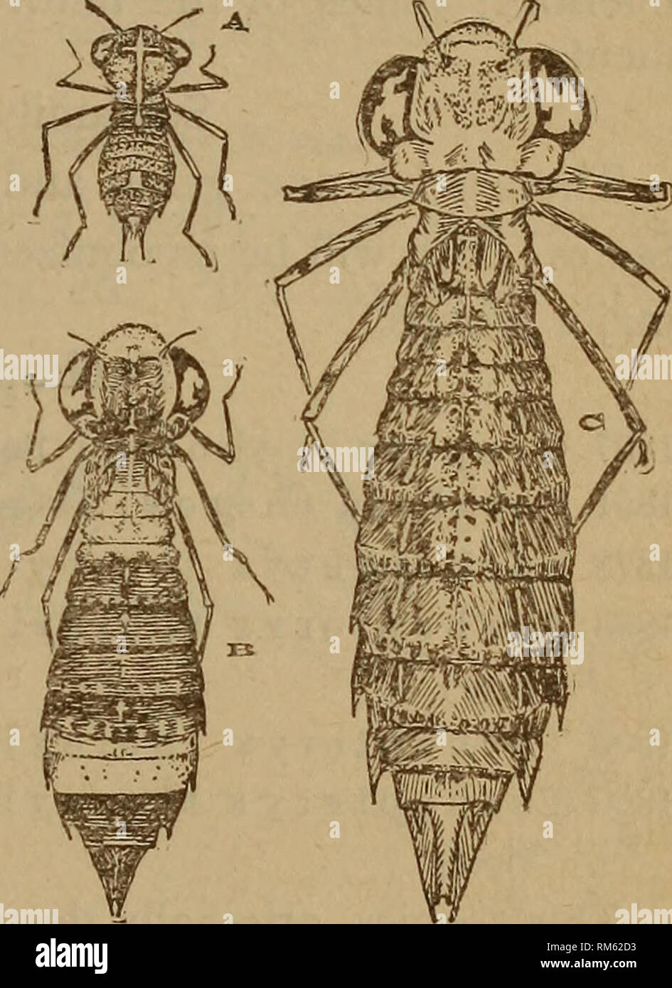 . Annual report of the Regents. New York State Museum; Science. AQUATIC INSECTS IN THE ADIRONDACKS 471 1890 Anax Junius Hagen, Psyche, 5 : 305 (critical account of the species) 1893 Auax Junius Calvert, Am. ent. soc. Trans. 20: 249 (description) 1897 Anax Junius Calvert, N. Y. ent. soc. Jour. 3: 46 and 5 : 93 (listed from New York, Ithaca, Schoharie and Buffalo) 1899 Anax Junius Kellicott, Odon. Ohio, p. 77 1900 Anax Junius Williamson, Dragon flies Ind. p. 306 1881 Anax Junius Cabot, (nymph) Mus. comp. zool. Mem. 8: 15, 36, pi. 1, fig. 2 Anax Junius Drury This well knov/n species, which is ver Stock Photo