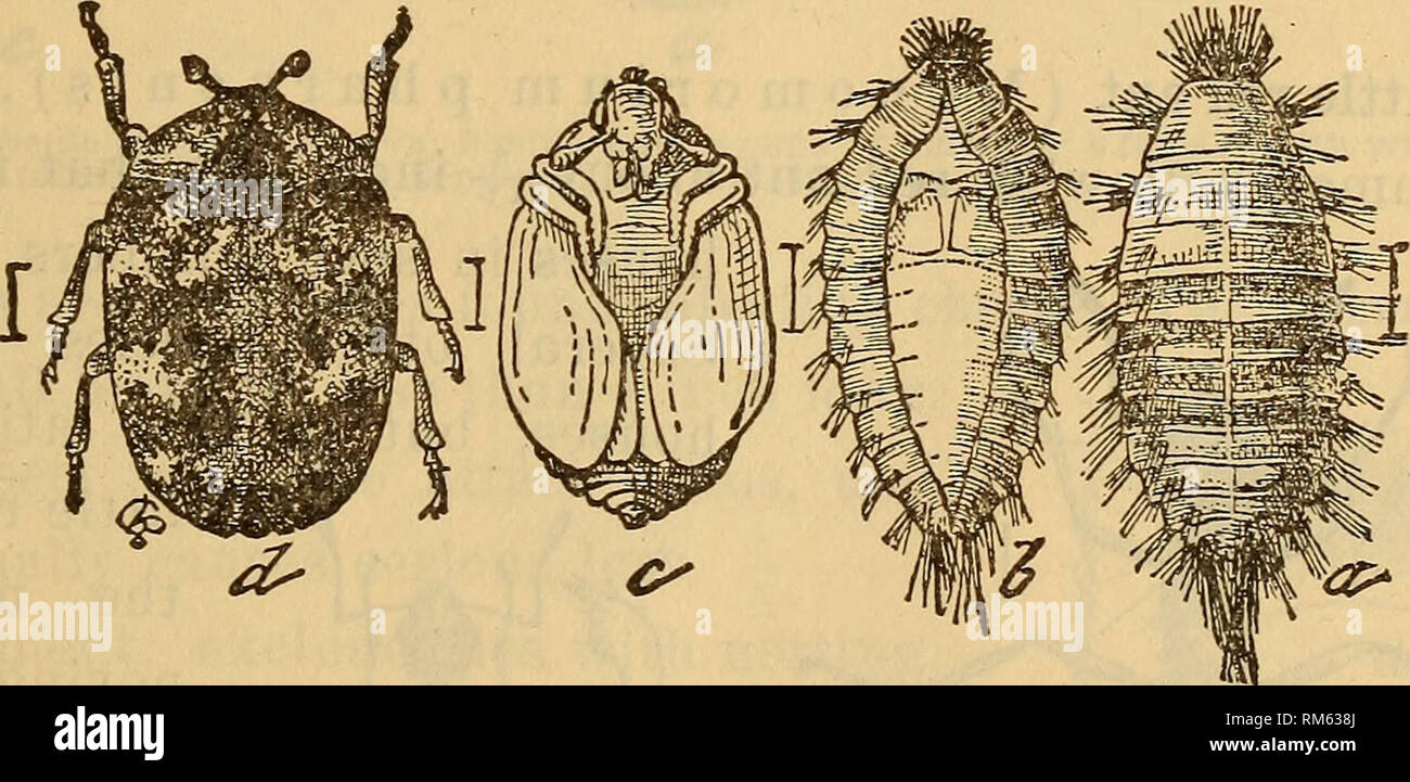 . Annual report of the Regents. New York State Museum; Science. Fig. 62 Kissing bug: masked bed bug hunter, about twice natural size (after Howard, U. S. dep't agr., div. ent., bull. 22, n s.). Fig. 63 Buffalo carpet beetle : a larva; b cast skin of larva at molting; c pupa; d beetle— enlarged from natural sizes shown in accompanying lines (after Riley) benzin, and the cracks in the floor should be filled with plaster of paris before relaying. 72 Black carpet beetle (Attagenus piceus). The light brown cylindric larva has a long &quot; tail'' of slender hairs. The adult is a small oval black be Stock Photo
