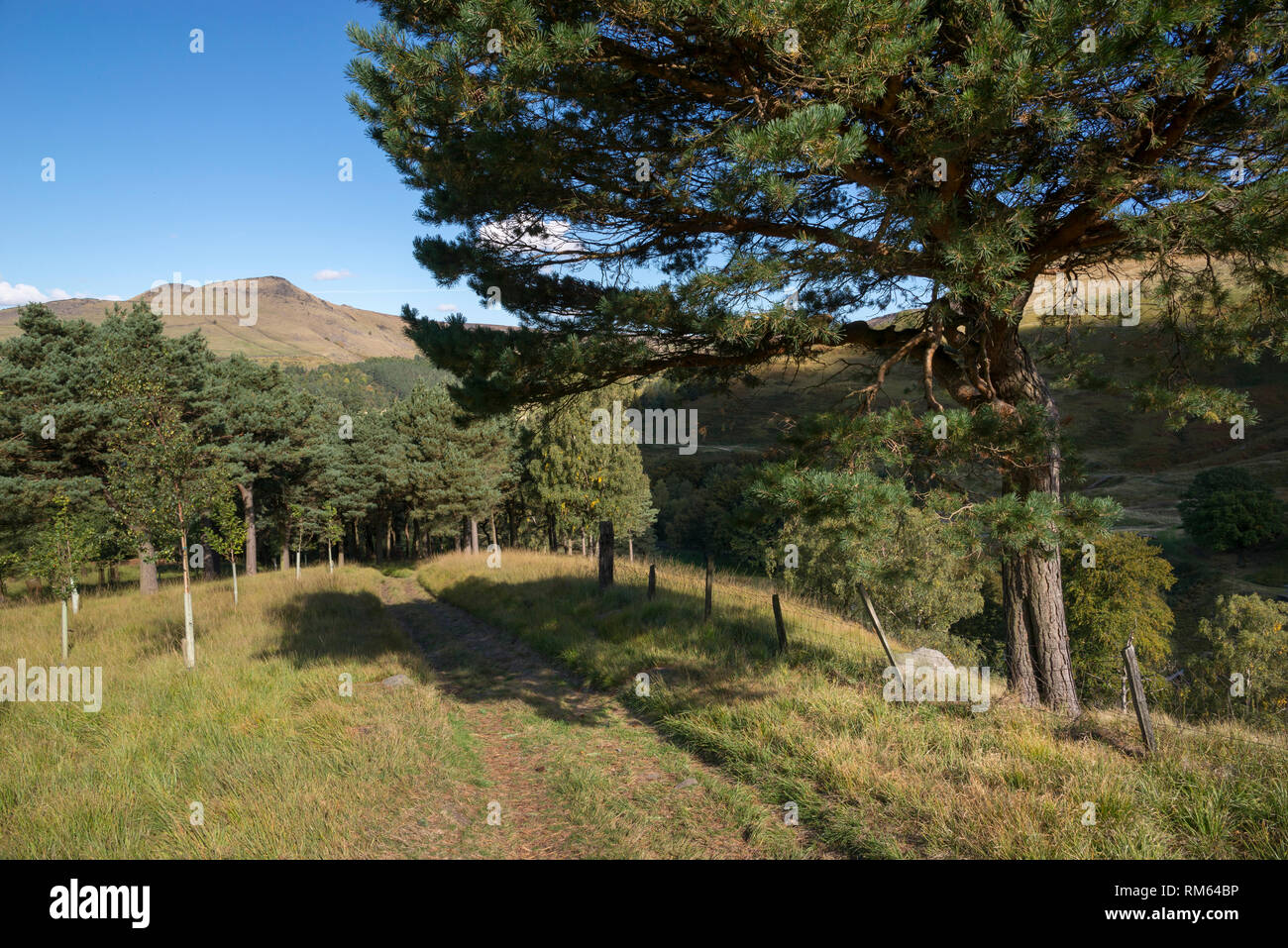 September in the hills around Dove Stone reservoir, Greenfield, Greater Manchester, England. View of Aldermans hill from the memorial forest. Stock Photo