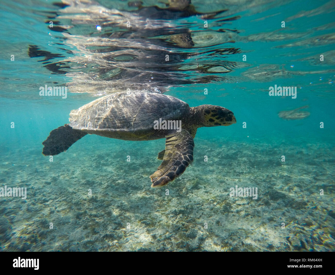 Hawksbill sea turtle (Eretmochelys imbricata). Only female adult turtles come ashore, doing so to lay their eggs. This is the smallest of the marine t Stock Photo