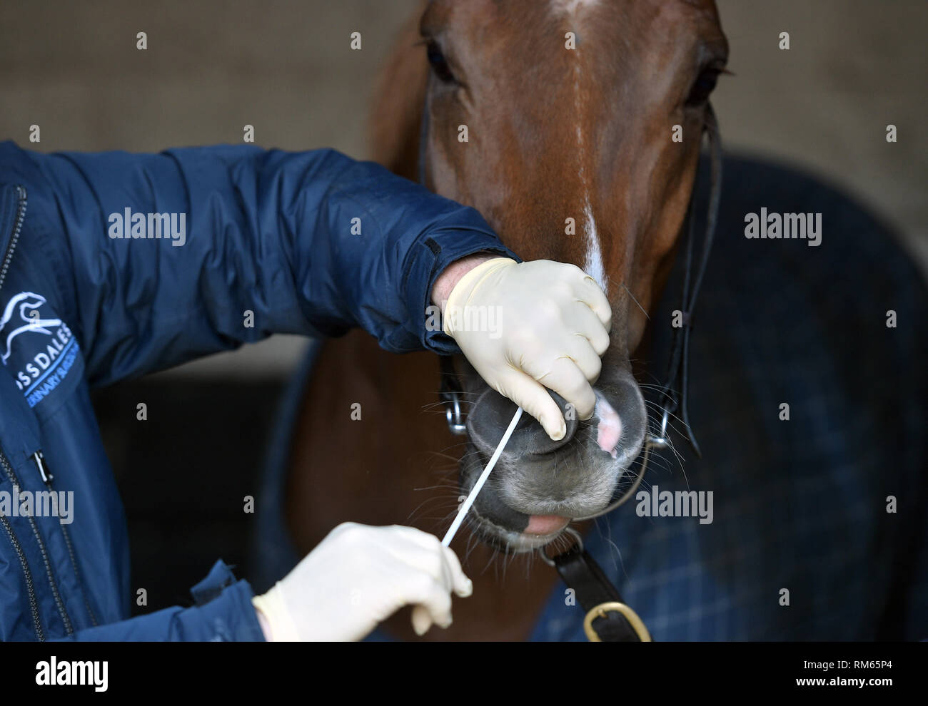 Horse nasal swab hires stock photography and images Alamy
