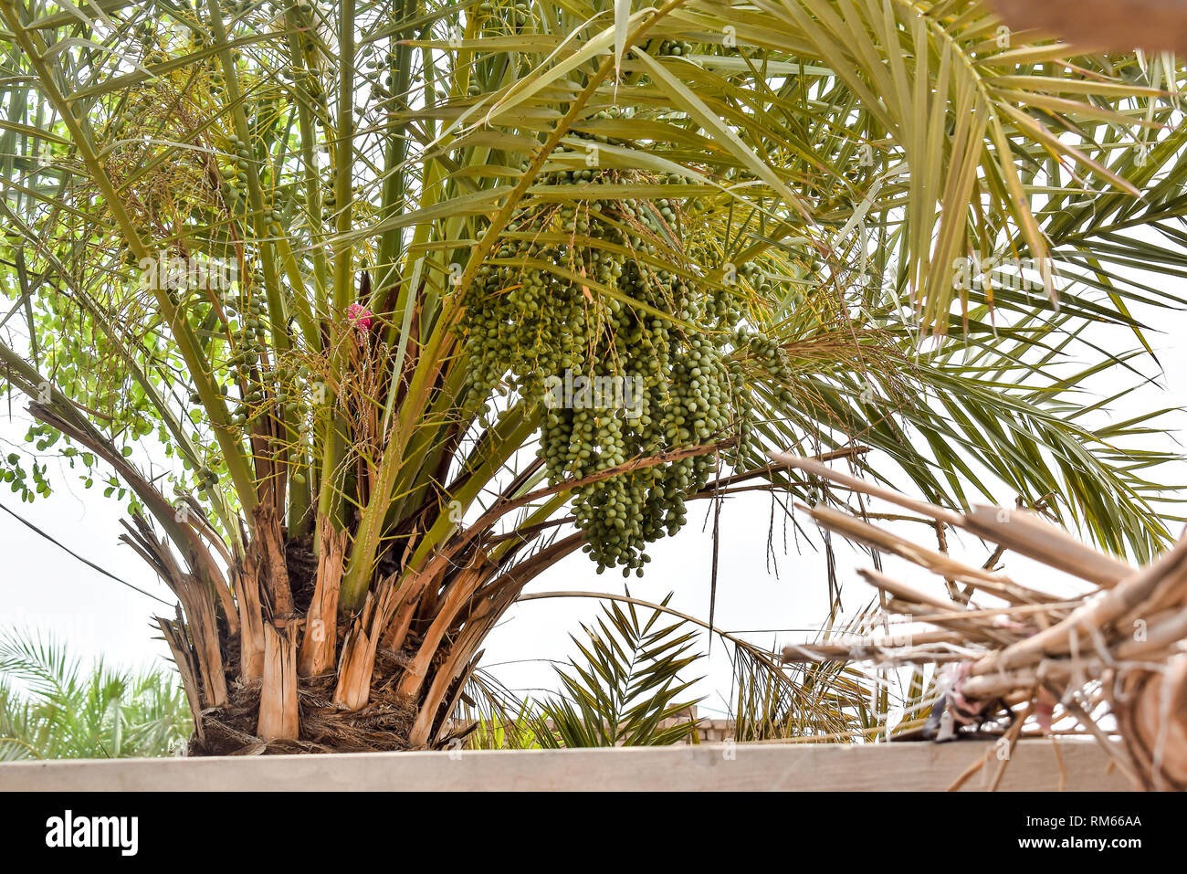 Date tree hi-res stock photography and images - Alamy