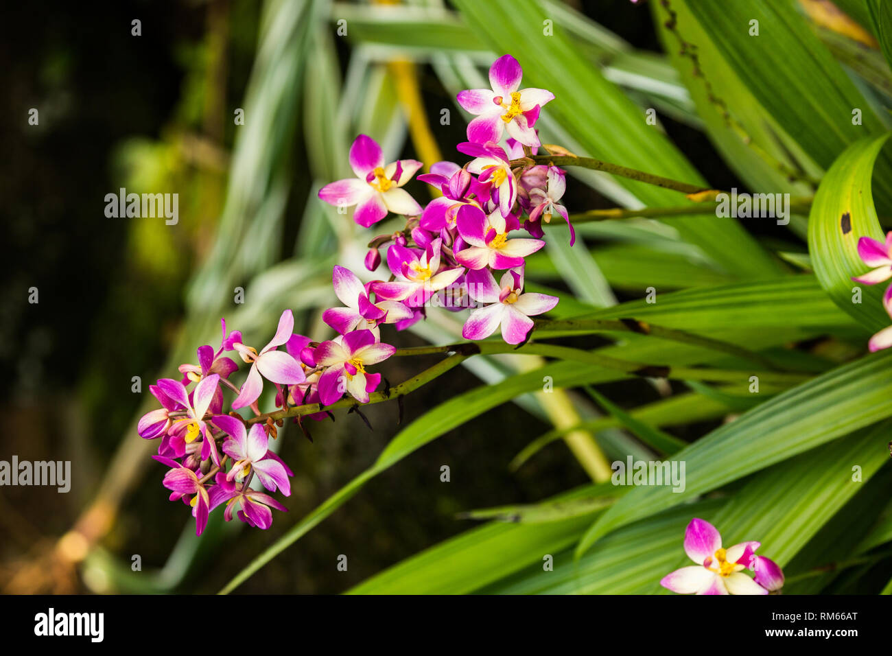 Close up of a flowering Pink Orchid at the botanic garden on Mahe Island, Seychelles Stock Photo
