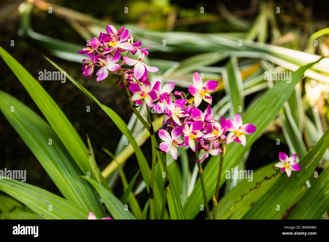 Close up of a flowering Pink Orchid at the botanic garden on Mahe Island, Seychelles Stock Photo