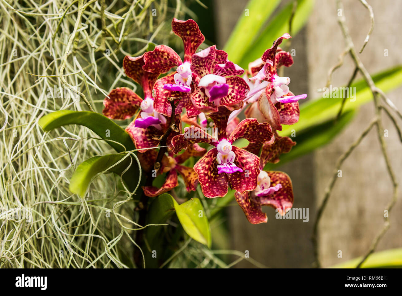 Close up of a flowering Red Orchid at the botanic garden on Mahe Island, Seychelles Stock Photo