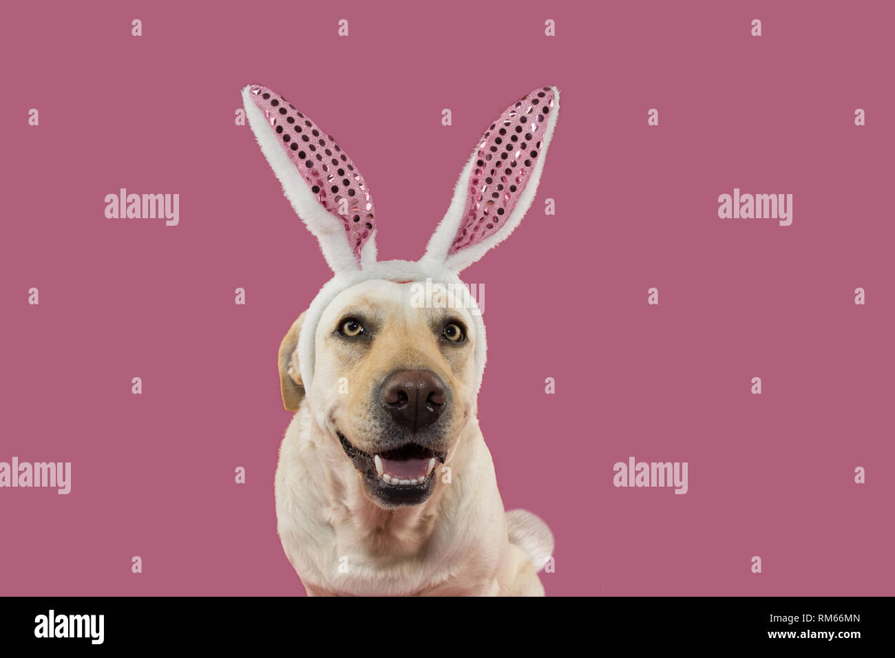 HAPPY EASTER DOG. PUPPY DRESSED AS A BUNNY WITH BUNNY EARS AND TALE