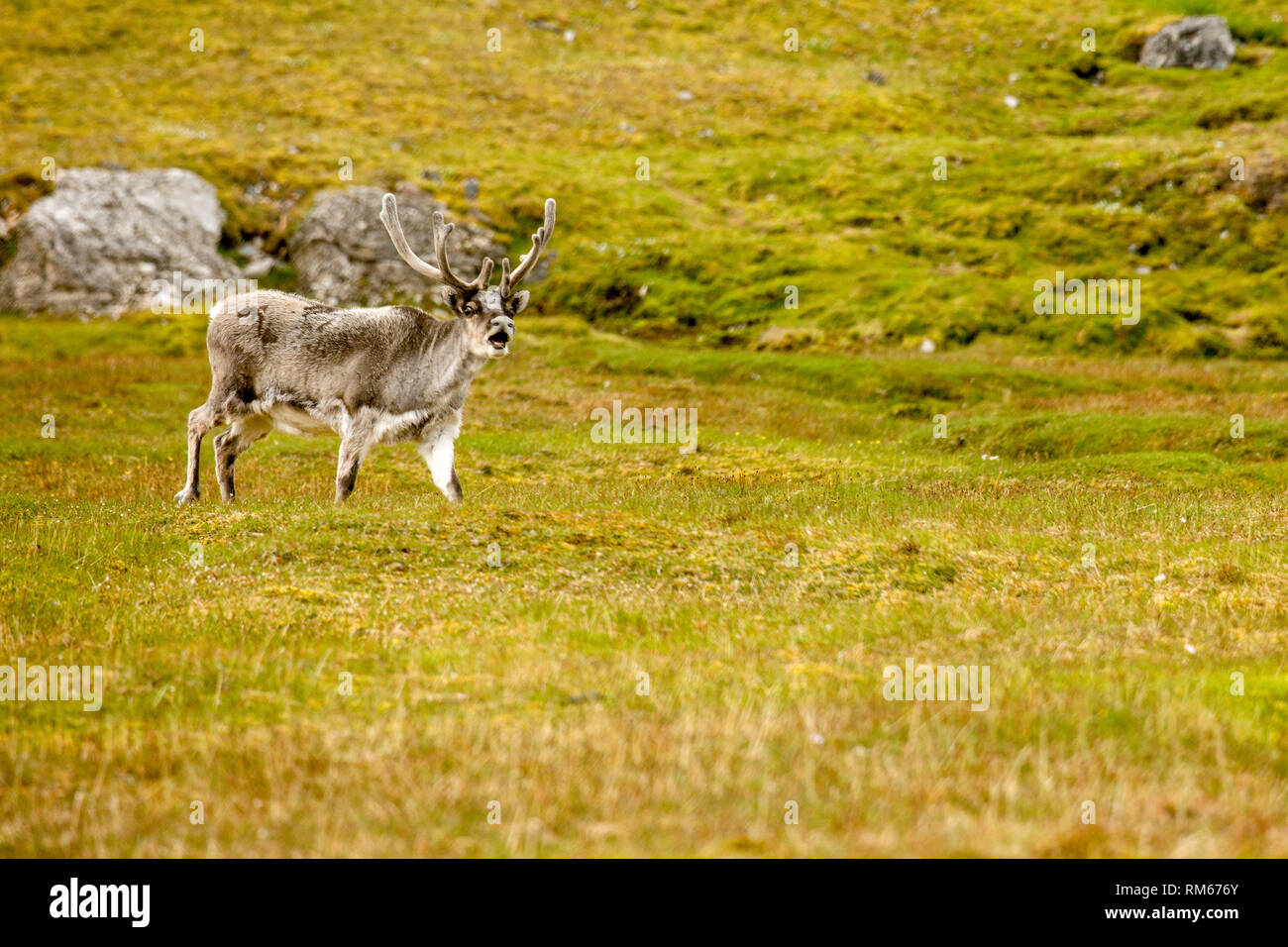 A male Svalbard Reindeer (Rangifer tarandus) moulting in summer with his antlers still in velvet. This herbivorous mammal is the smallest subspecies o Stock Photo