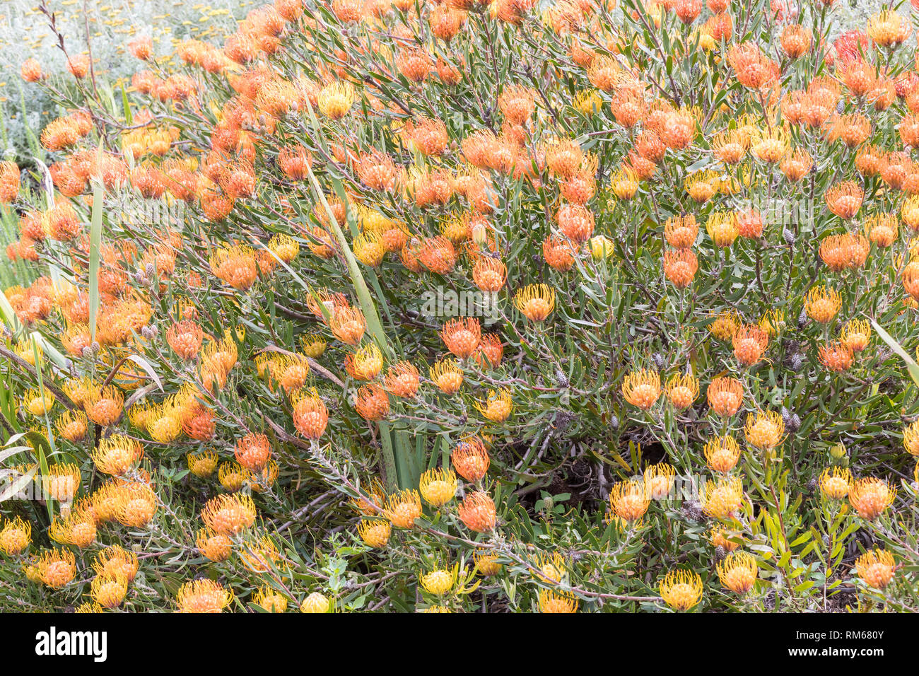 Common Pincushion, Leucospermum cuneiforme, a Bhisho thornveld fynbos   plant in natural habitat, Kirstenbosch, Western Cape, South Africa Stock Photo