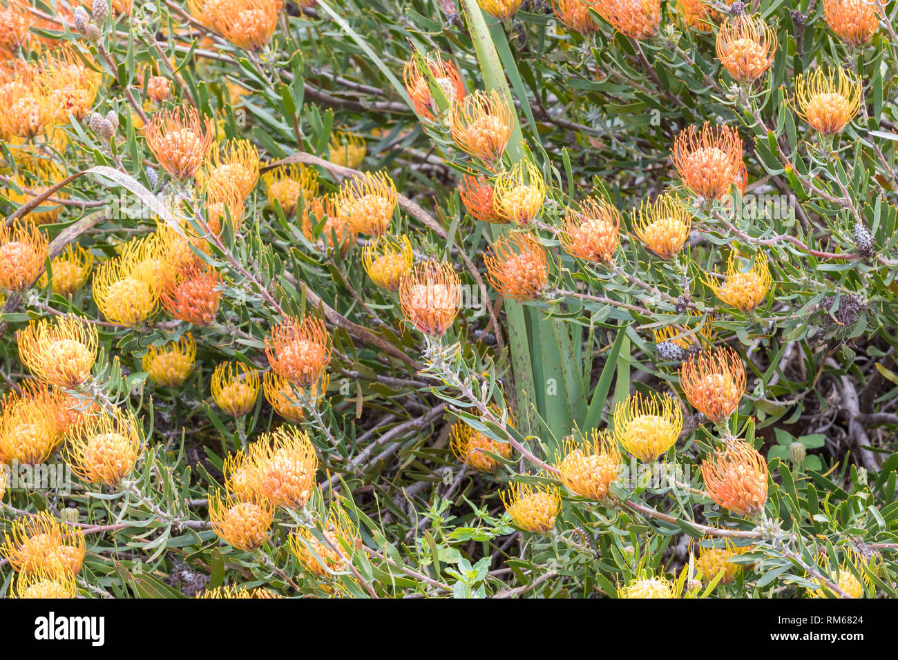 Common Pincushion, Leucospermum cuneiforme, a Bhisho thornveld fynbos   plant in natural habitat, Kirstenbosch, Western Cape, South Africa Stock Photo
