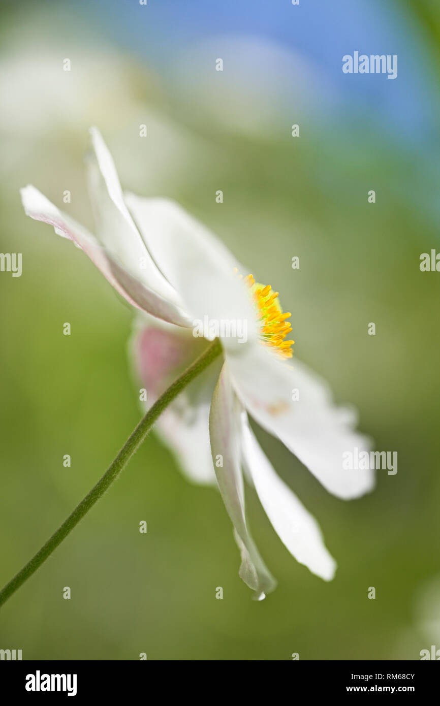 White Japanese Anemone flowers. Stock Photo