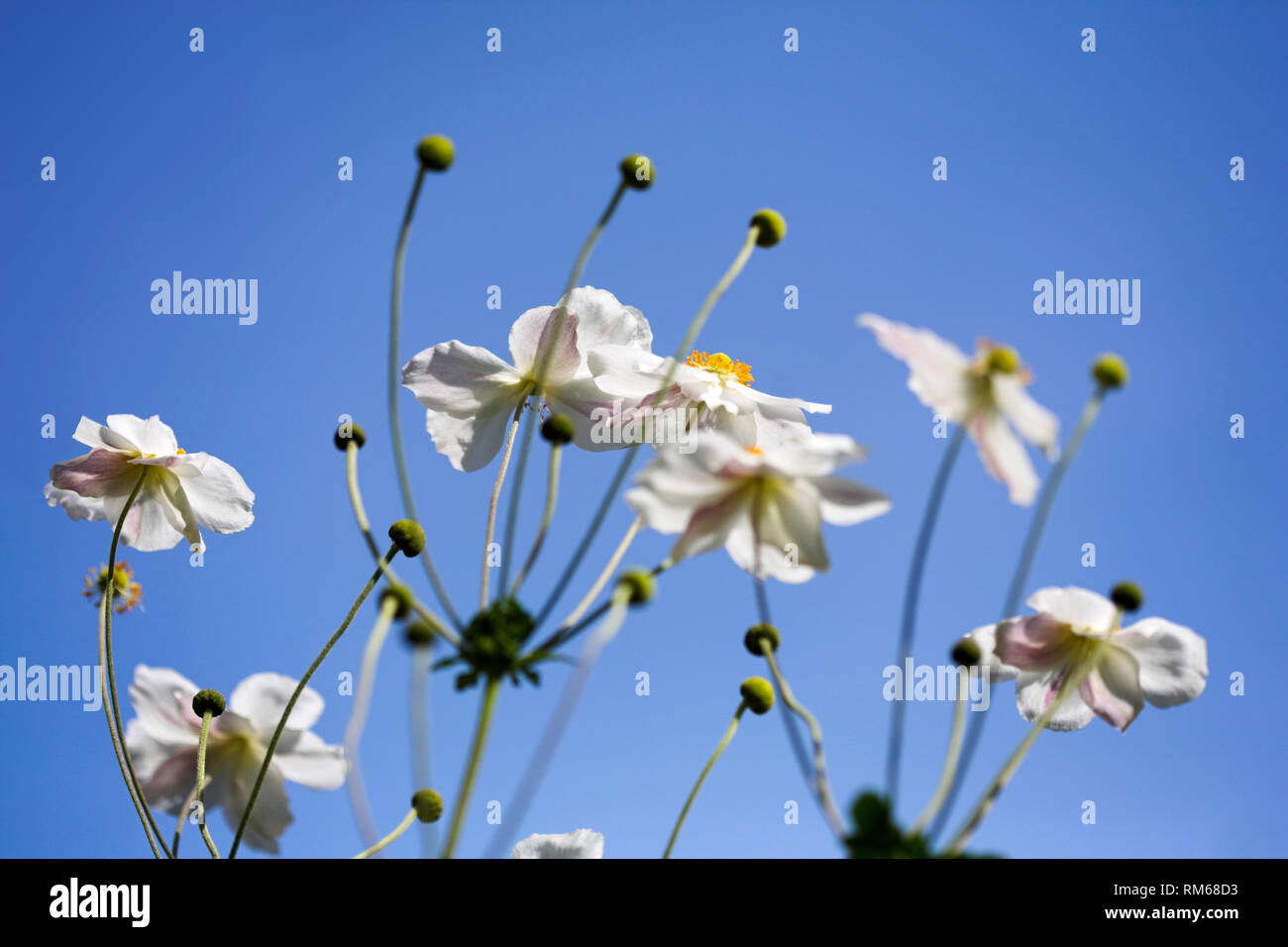 White Japanese Anemone flowers. Stock Photo
