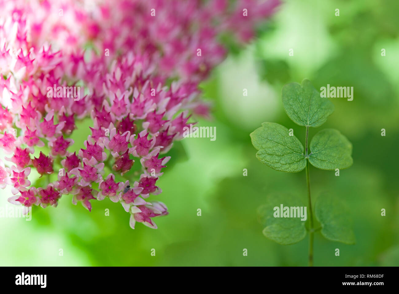 Close up of pink Sedum flowers. Stock Photo