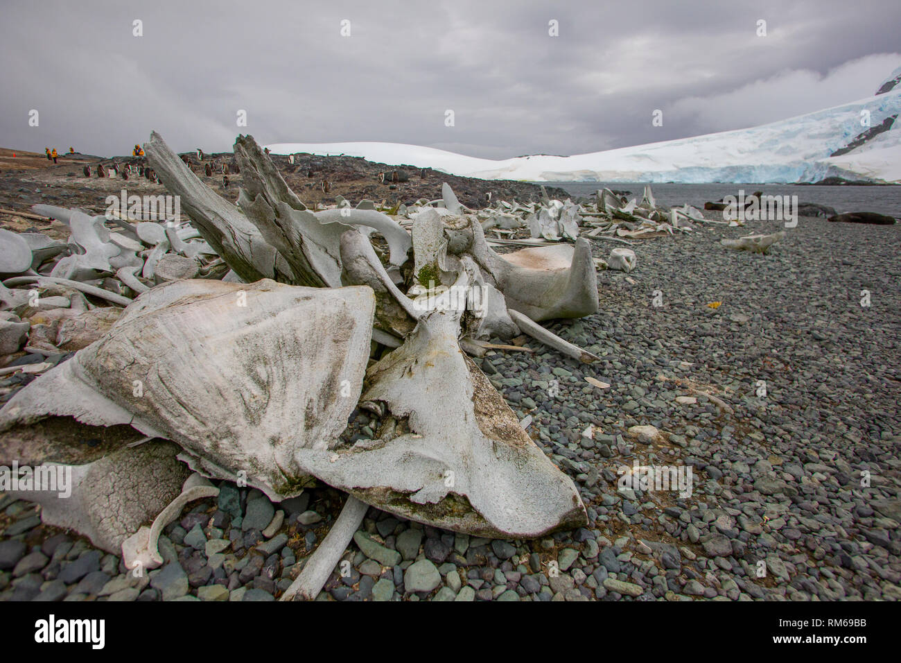 Skeletons of slaughtered whales over the last century. Photographed in Antarctica Stock Photo