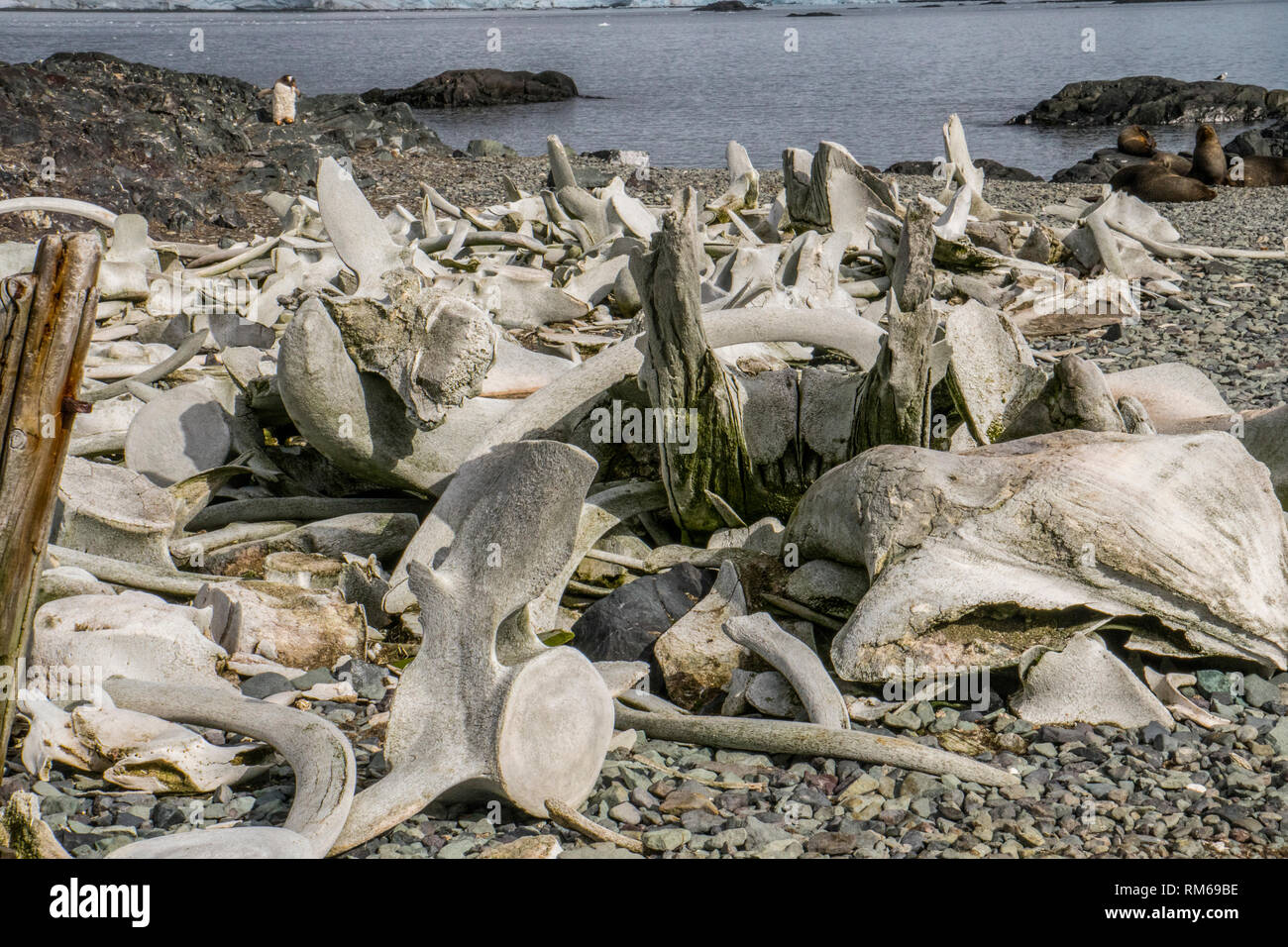 Skeletons of slaughtered whales over the last century. Photographed in Antarctica Stock Photo