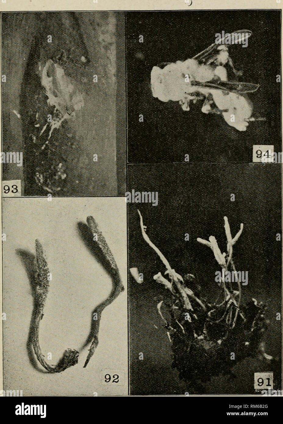 . Annual report of the Agricultural Experiment Station. Cornell University. Agricultural Experiment Station; Agriculture -- New York (State). Plate IX.—91, Isatia farinosa; 92, Cordyceps militaris; 93, Isaria farinosa; 94, Sporotrichum globuliferum (Isaria sp f). [463]. Please note that these images are extracted from scanned page images that may have been digitally enhanced for readability - coloration and appearance of these illustrations may not perfectly resemble the original work.. Cornell University. Agricultural Experiment Station. Ithaca, N. Y. : The University Stock Photo