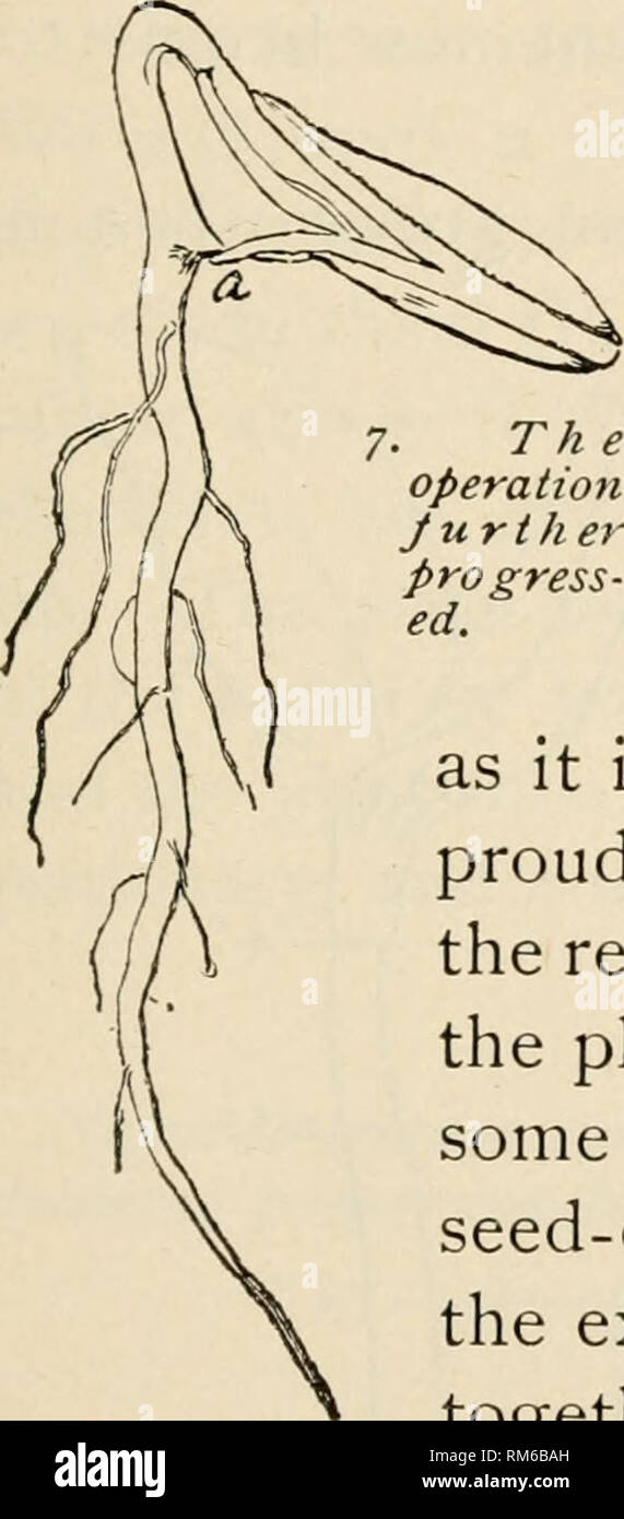 . Annual report of the Agricultural Experiment Station. Cornell