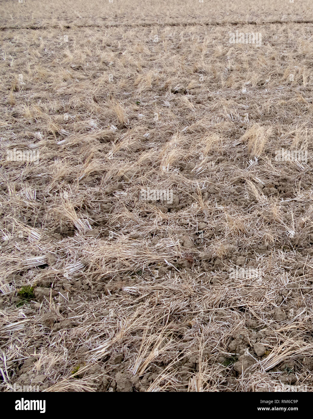 Field in winter after crop harvest Stock Photo Alamy