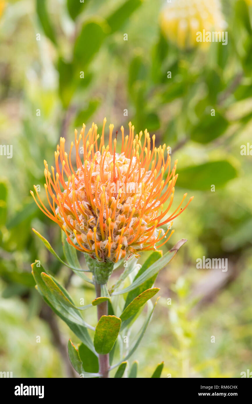 Wart-stemmed Pincushion, Leucospermum cuneiforme, flower in close up in coastal fynbos habitat, Western Cape, South Africa Stock Photo