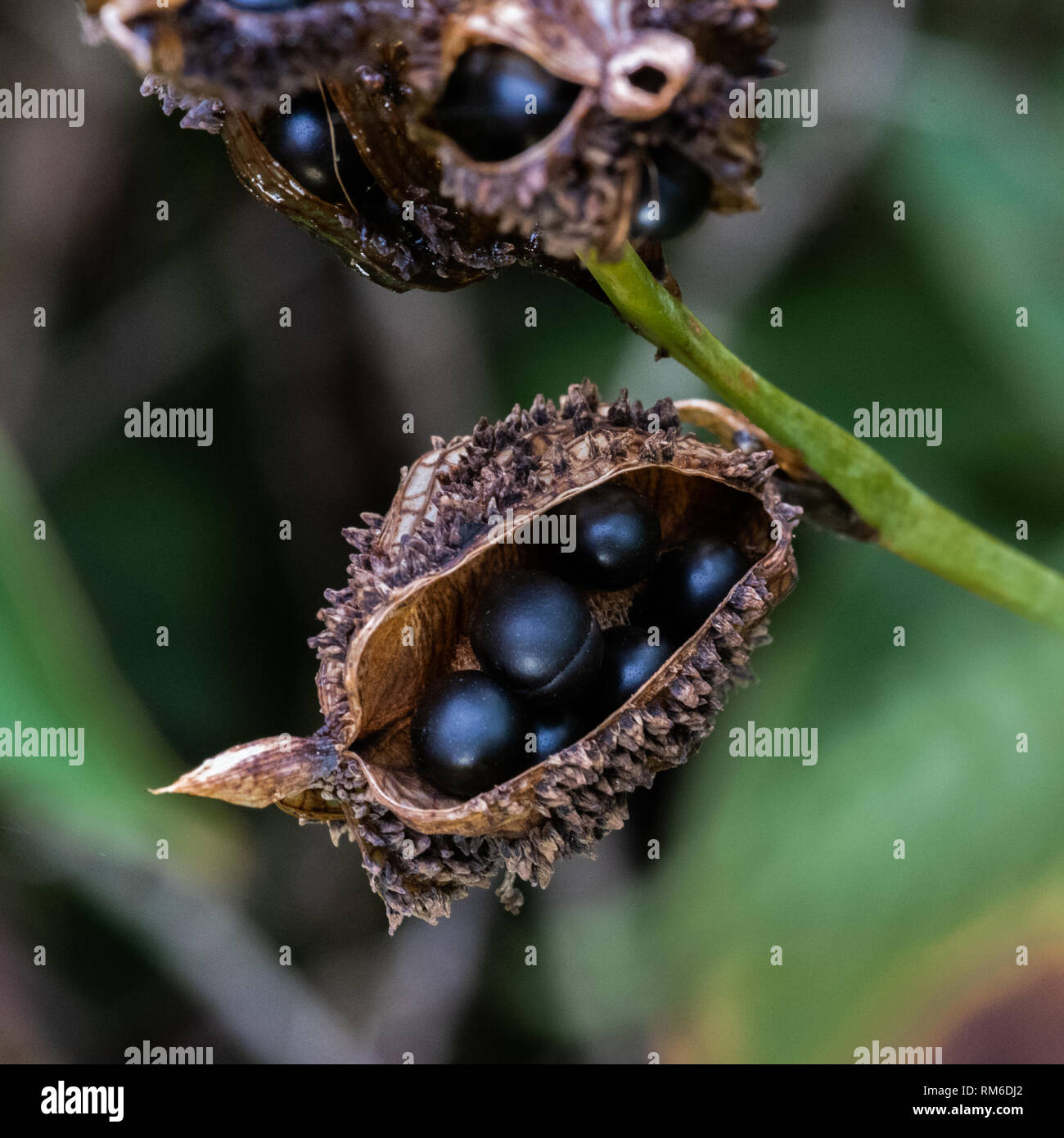 A close view of a split seed pod and seeds of the Canna lilly, Natal Midlands, South Africa. Stock Photo