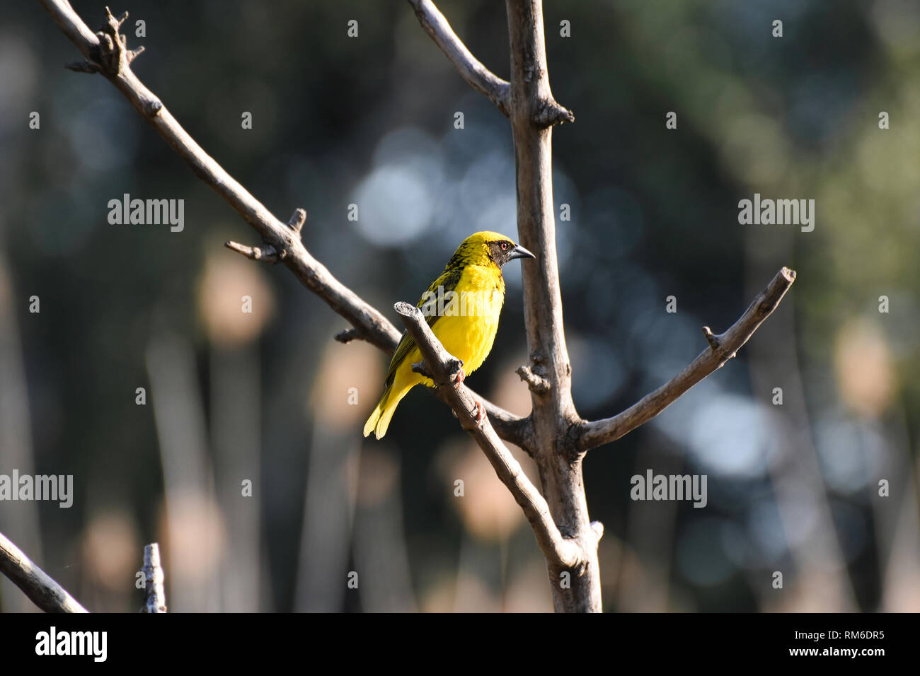 Red and yellow spotted bird hi-res stock photography and images - Alamy