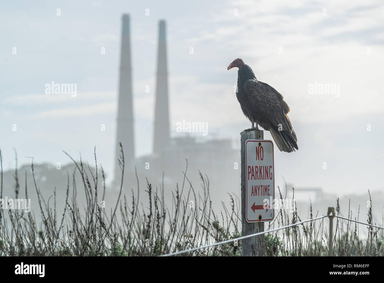 Turkey Vulture Buzzard Condor ready to take flight. Sitting on a No Parking Sign. Industry in the background California Pacific Ocean Stock Photo