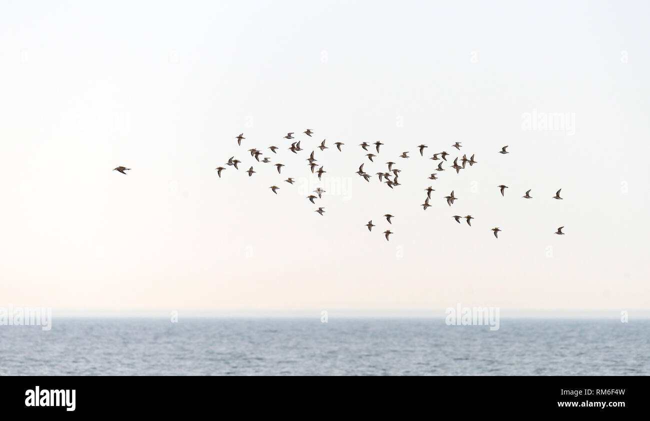 Flying Dunlins. (Calidris alpina). Öland, Sweden Stock Photo