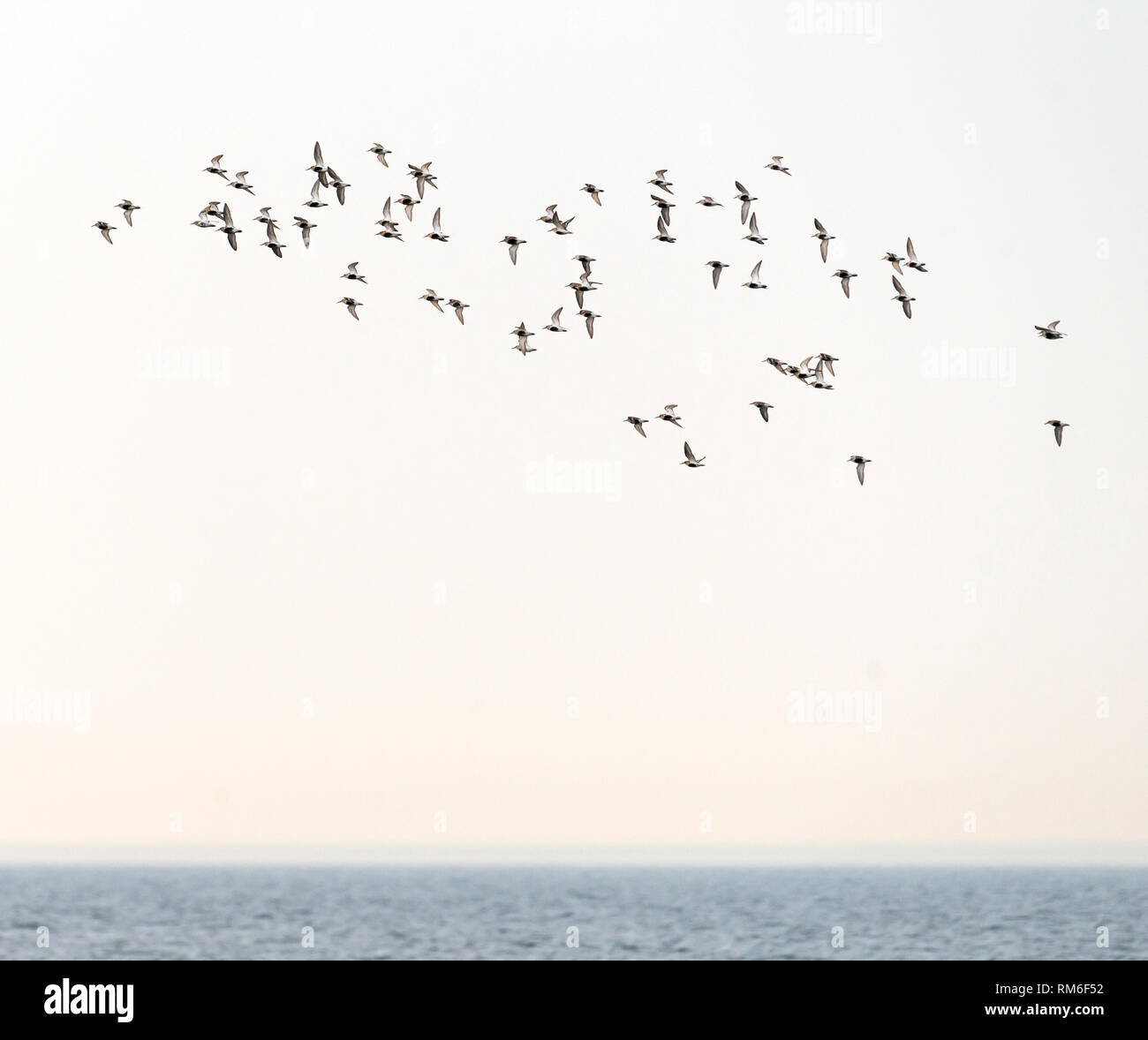Flying Dunlins. (Calidris alpina). Öland, Sweden Stock Photo