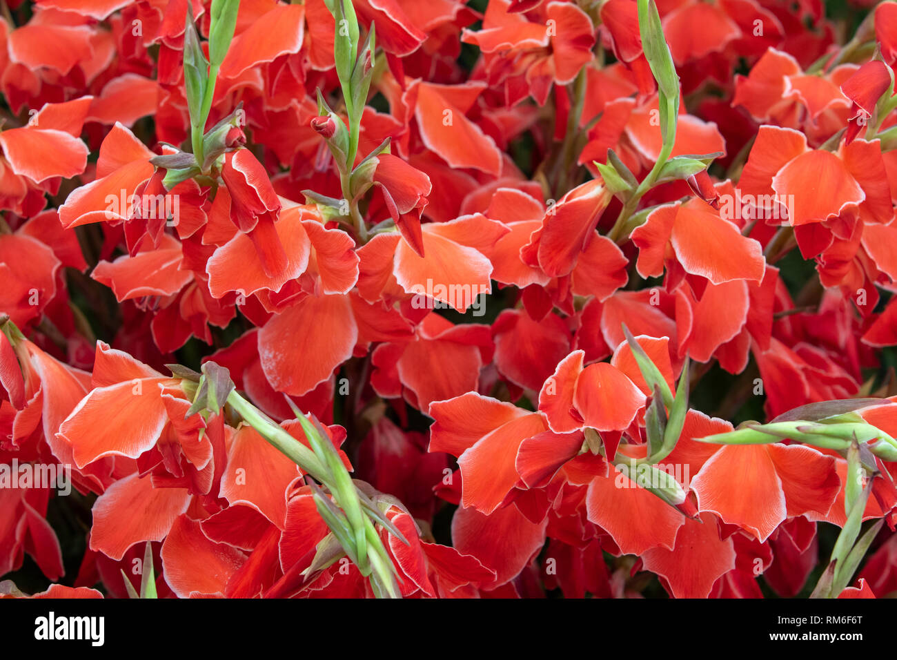 Gladiolus close-up and in full flower Stock Photo