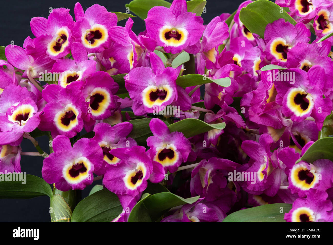 Orchid dendrobium red emperor in full flower Stock Photo