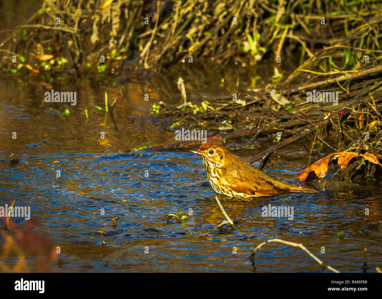 Song Thrush Taking A Bath Turdus philomelos Stock Photo Alamy