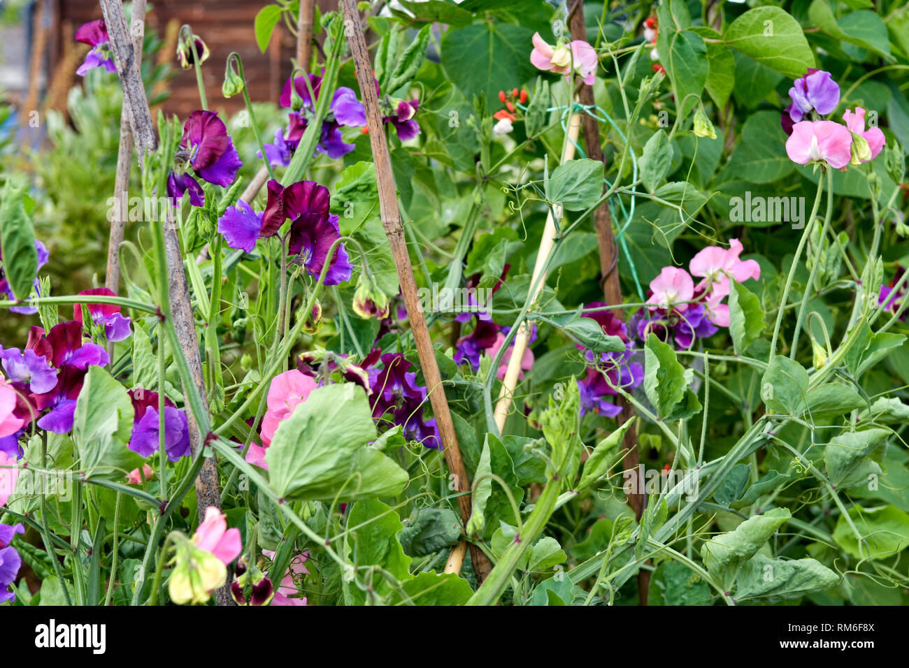 Sweet pea flowers growing up canes Stock Photo Alamy