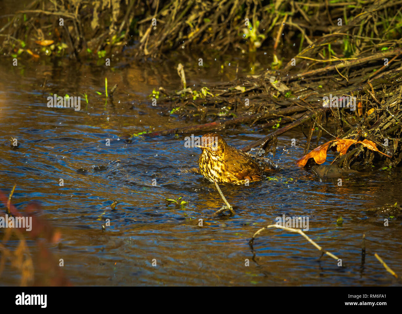 Song Thrush Taking A Bath Turdus philomelos Stock Photo Alamy