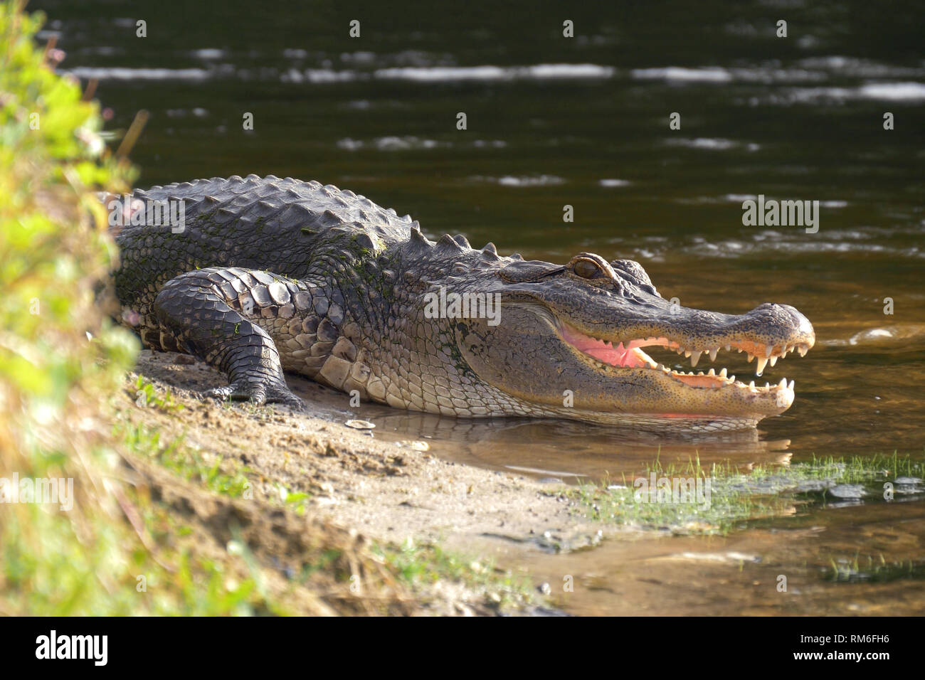 Alligator laying near a pond with its mouth open. Stock Photo