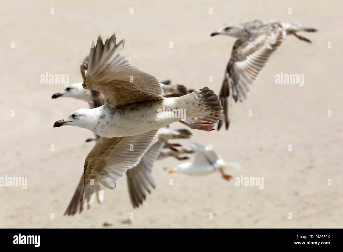 Just above the sandy beach a group of seagulls can be seen in a fast flight. This has been observed in Kolobrzeg, Poland. Stock Photo