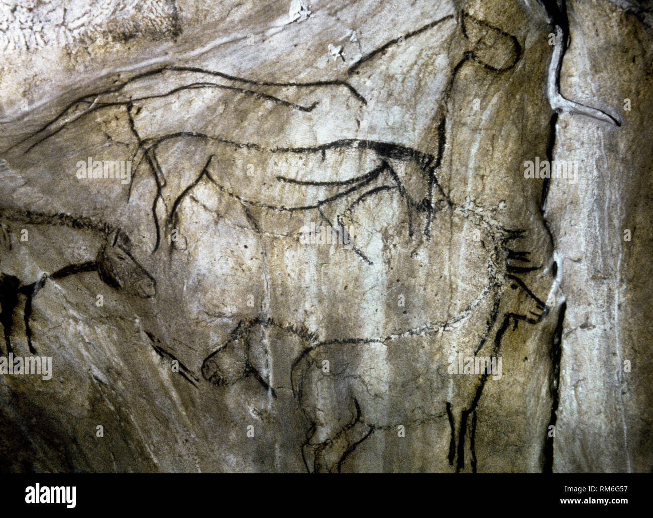 Cave of Niaux. Black Hall panel. Painting depicting a horse and deer, executed in a Black-outlined style. Late Upper Paleolithic. Magdalenian Culture, c. 13.000 BCE. Ariege, southwestern France. Europe. Stock Photo