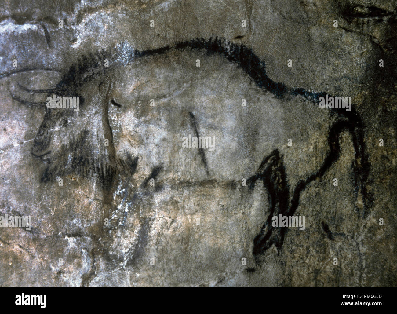 Cave of Niaux. Black Hall panel. Painting of the Bison, executed in a Black-outlined style. Late Upper Paleolithic. Magdalenian Culture, c. 13.000 BCE. Ariege, southwestern France. Europe. Stock Photo