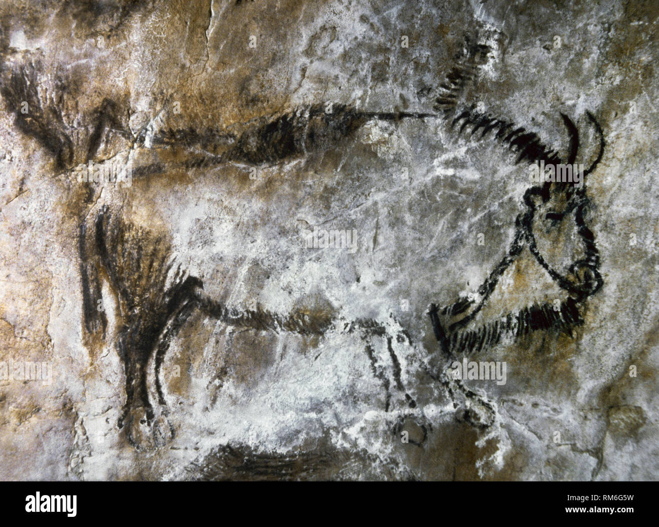 Cave of Niaux. Black Hall panel. Painting of the Bison, executed in a Black-outlined style. Late Upper Paleolithic. Magdalenian Culture, c. 13.000 BCE. Ariege, southwestern France. Europe. Stock Photo