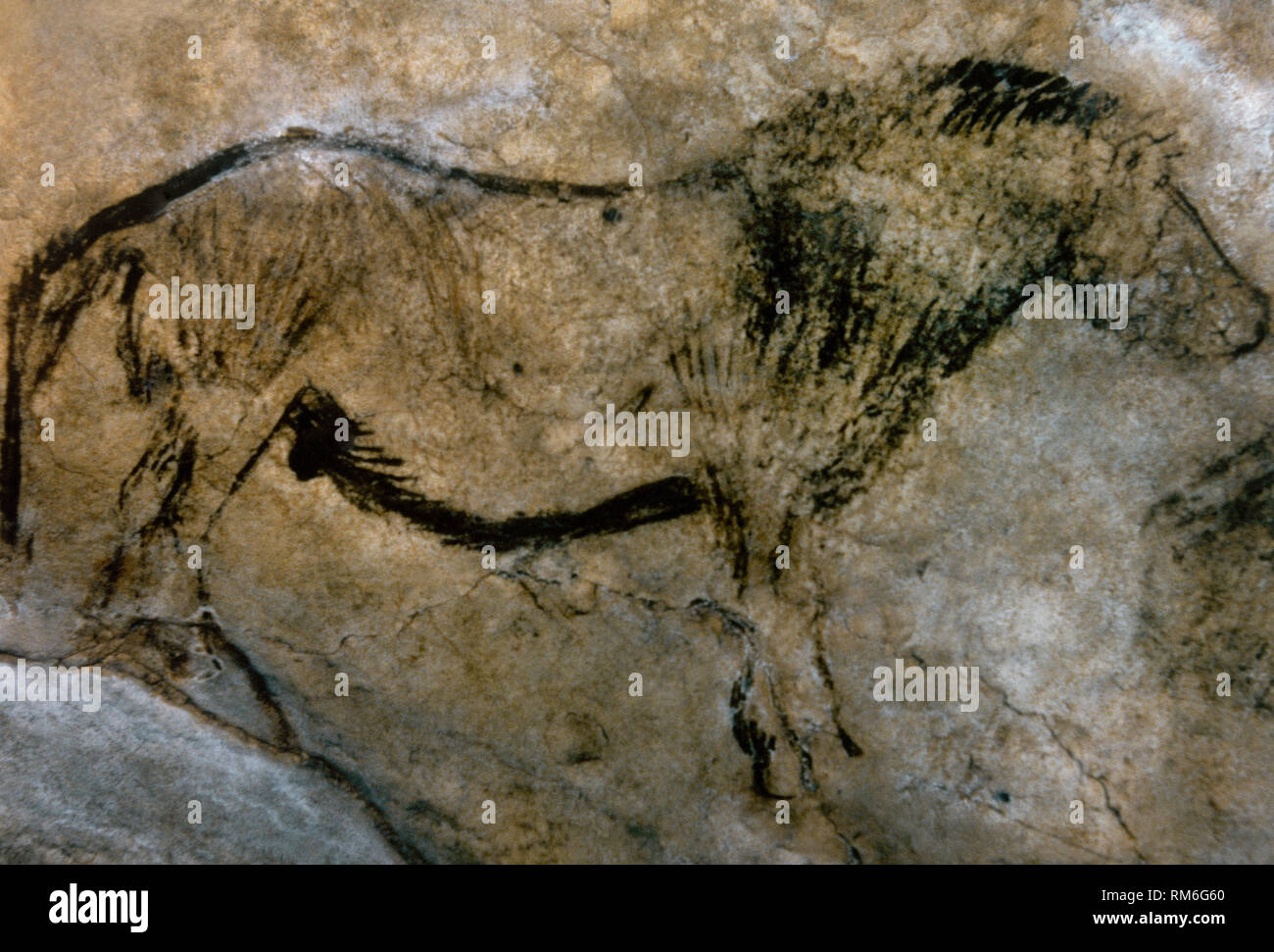 Cave of Niaux. Black Hall panel. Painting depicting a horse, executed in a Black-outlined style. Late Upper Paleolithic. Magdalenian Culture, c. 13.000 BCE. Ariege, southwestern France. Europe. Stock Photo