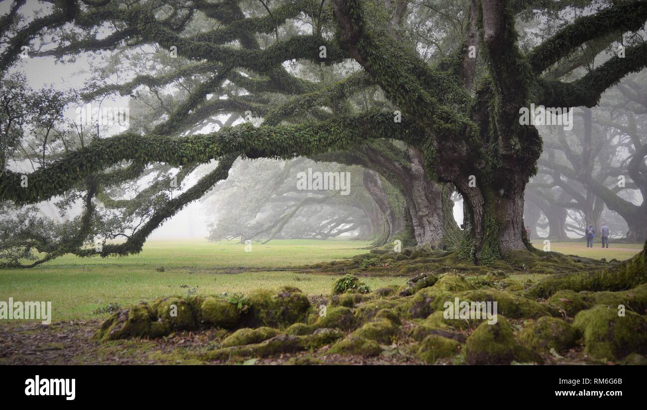 Old oak trees soaked in thick fog. Oak Alley Plantation is a historic plantation located on the west bank of the Mississippi River, Louisiana, U.S. Stock Photo