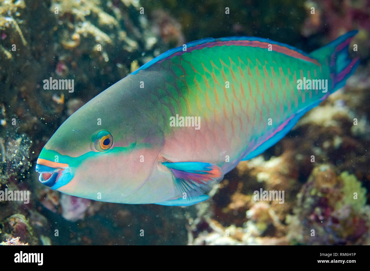 Male Whitespot Parrotfish, Scarus forsteni, Keruo Channel dive site, Keruo Island, Near Penemu Island, Raja Ampat (4 Kings), West Papua, Indonesia, In Stock Photo