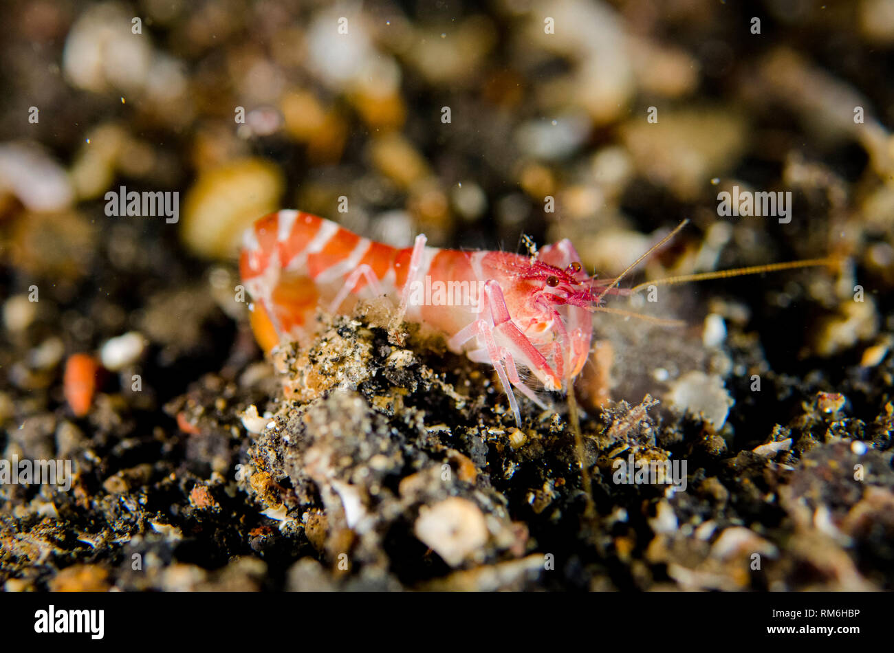 Snapping Shrimp, Athanas sp, on black sand, night dive, TK1 dive site, Lembeh Straits, Sulawesi, Indonesia Stock Photo