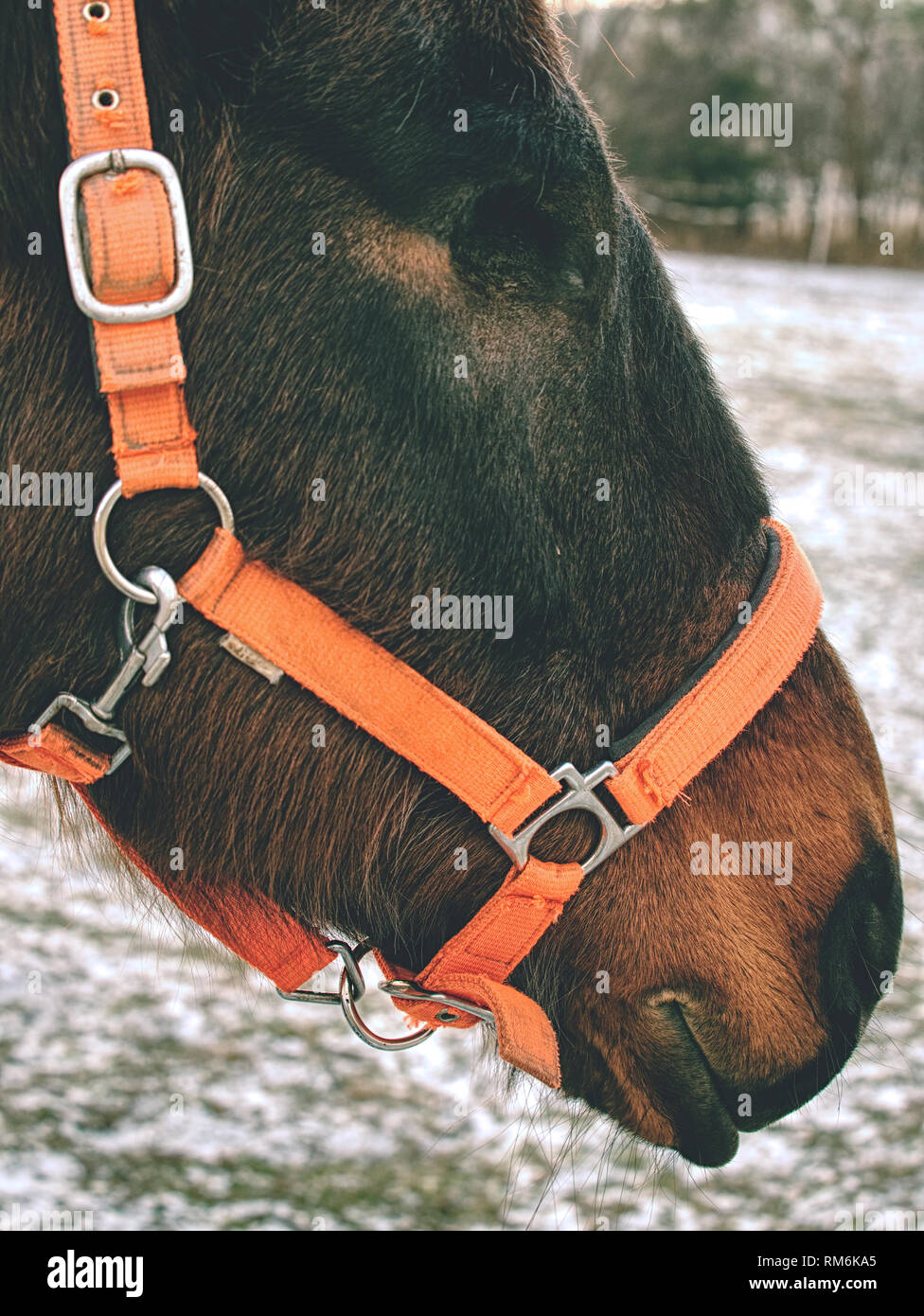 Old blind horse. Horse without eye ball. The eye missing Stock Photo