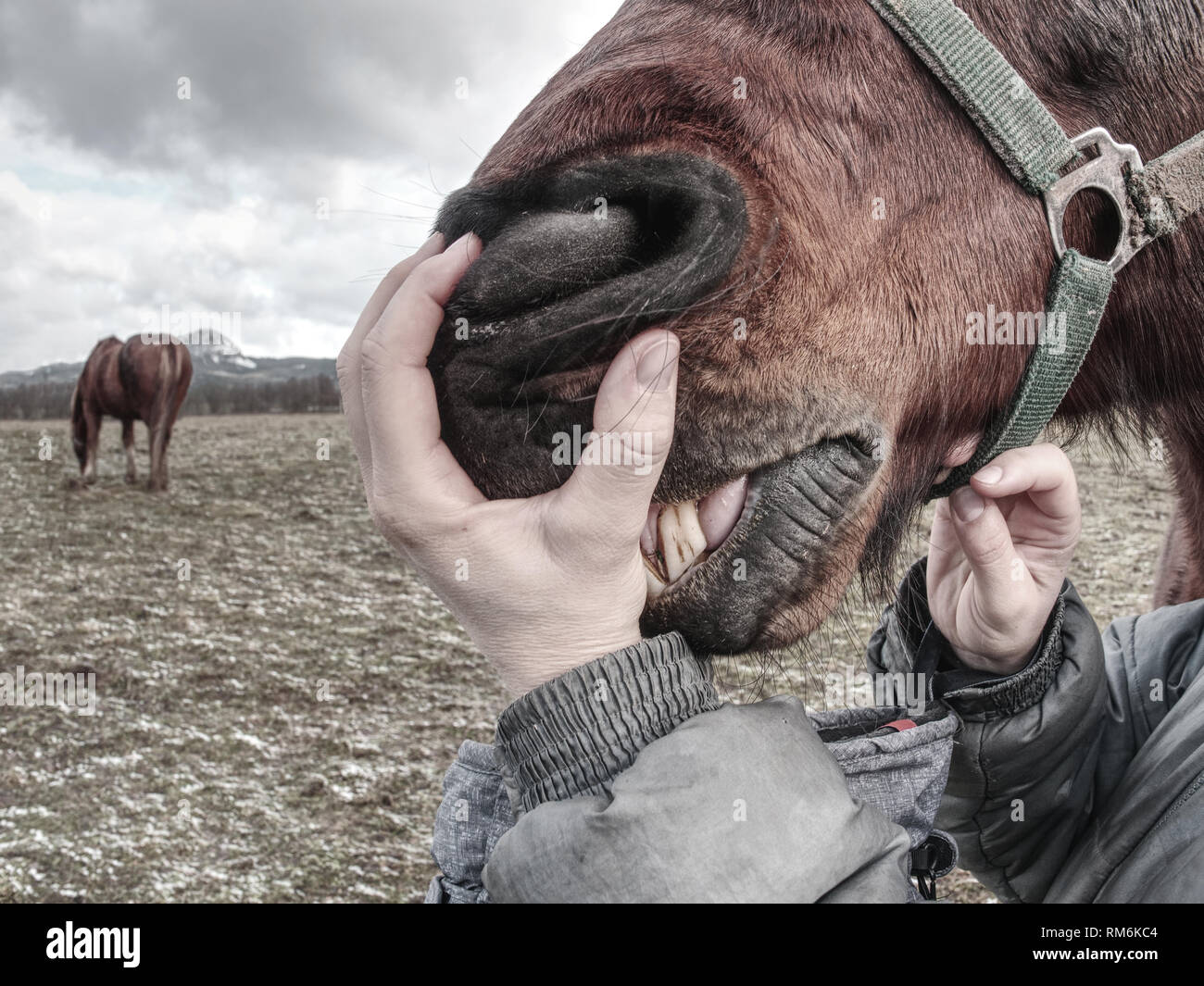 Inspecting horse teeth and health outside. Brown horse head in woman