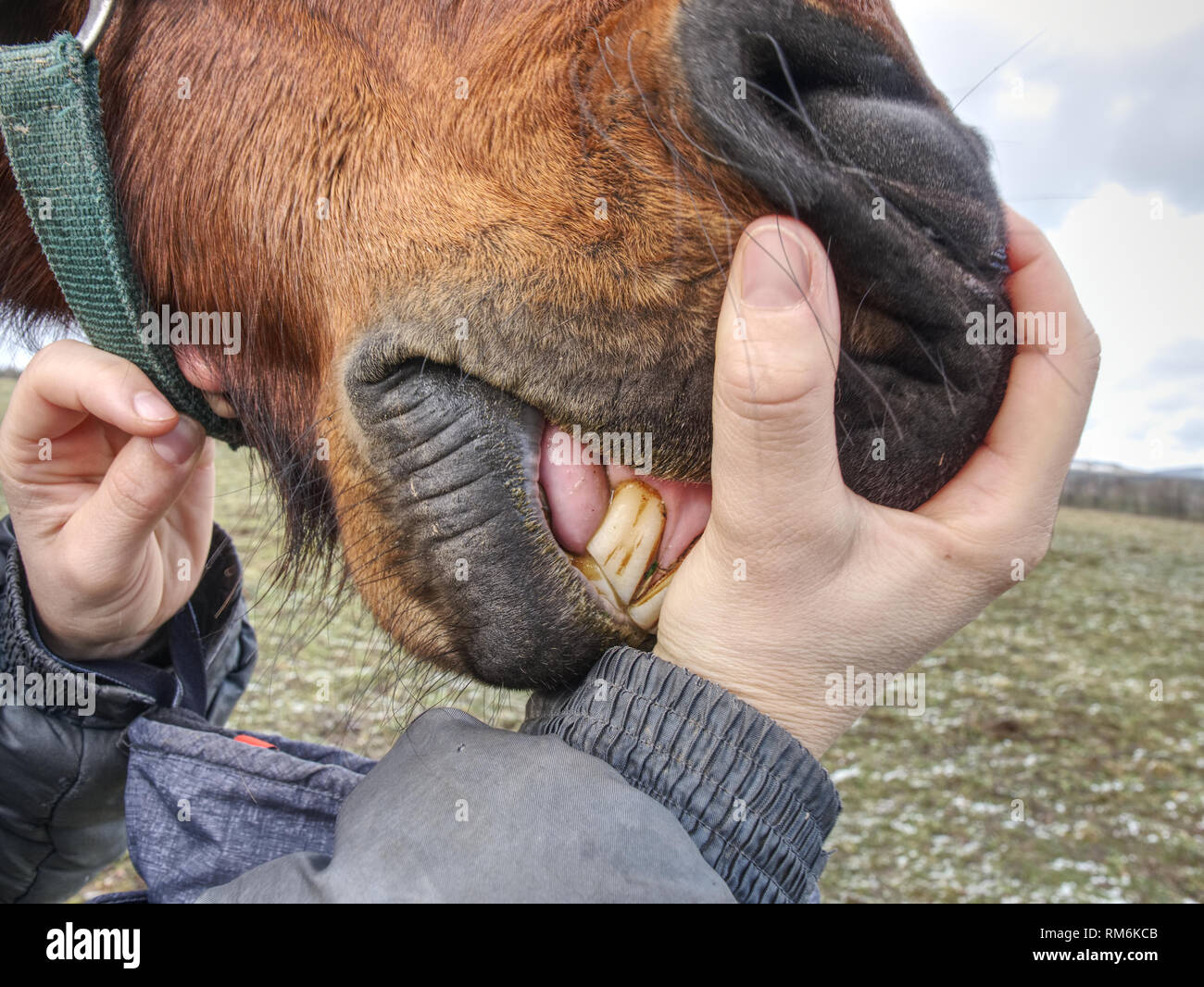 Inspecting horse teeth and health outside. Brown horse head in woman