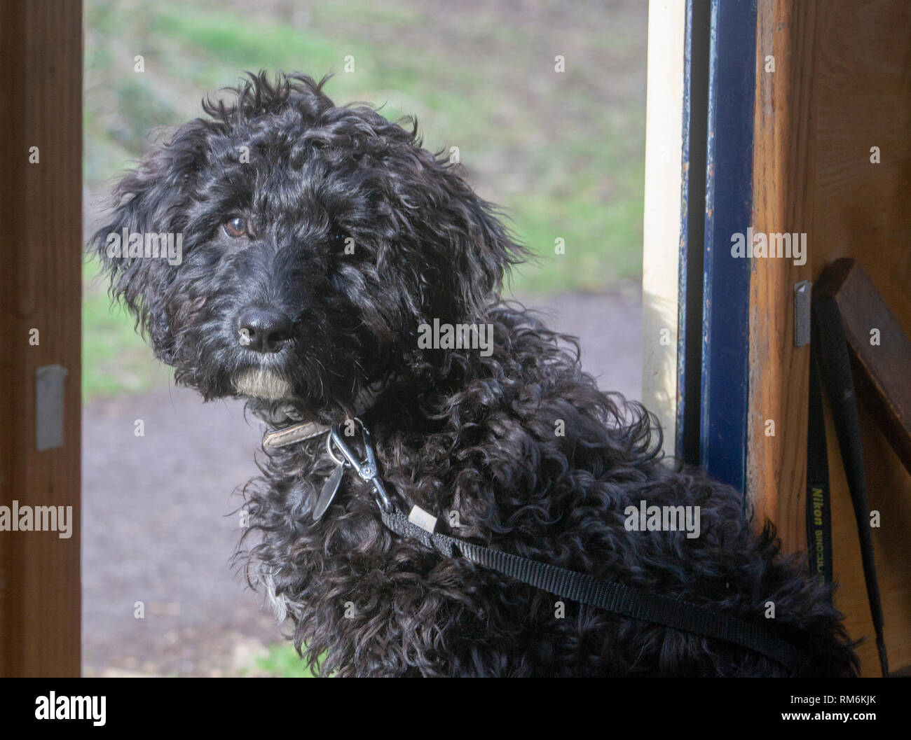 Cockapoo puppy Stock Photo